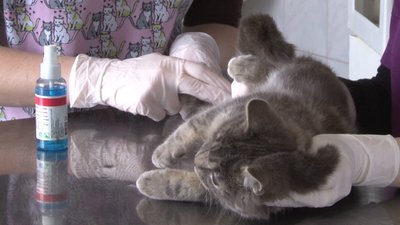 У Полтаві бракує грошей на стерилізацію бездомних котів та собак