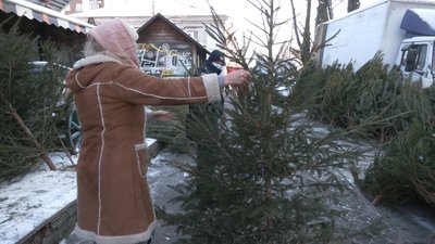 Ялинковий рейд: які дерева продають біля ринку у Рівному та як це контролюють Ялинковий рейд: які дерева продають біля ринку у Рівному та як це контролюють