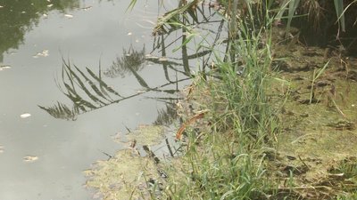 У Дніпрі мешканці житломасиву Перемога-6 вимагають розчистити озеро У Дніпрі мешканці житломасиву Перемога-6 вимагають розчистити озеро