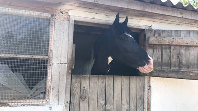 "Ніхто не думав, що буде війна": у кінному клубі біля Полтави мешкають евакуйовані тварини "Ніхто не думав, що буде війна": у кінному клубі біля Полтави мешкають евакуйовані тварини