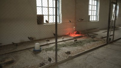 Зайці, фазани та перепілки: як вирощують тварин в лісництві на Вінничичні Зайці, фазани та перепілки: як вирощують тварин в лісництві на Вінничичні