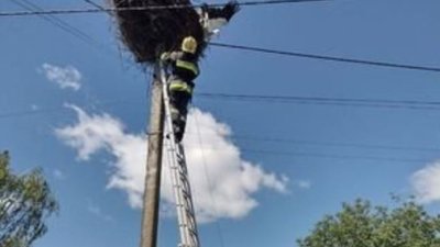 Заплутався у мотузці: волинські рятувальники визволили лелеку Заплутався у мотузці: волинські рятувальники визволили лелеку