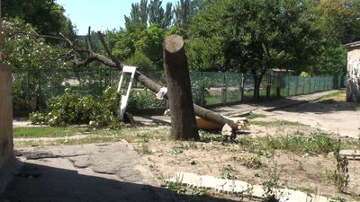 У Запоріжжі чотири дні не прибирають повалене дерево з території дитячого садку