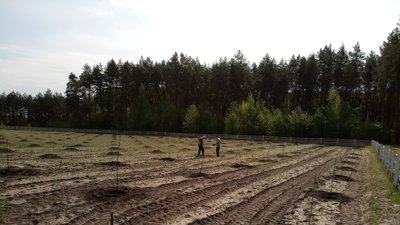 Майбутня плантація грецьких горіхів Майбутня плантація грецьких горіхів