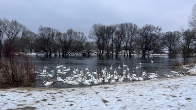"Хліб для них — отрута". На Львівщині поблизу Червонограда загинуло чотири лебеді "Хліб для них — отрута". На Львівщині поблизу Червонограда загинуло чотири лебеді