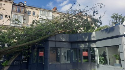 Зламане внаслідок грози дерево у мікрорайоні Ковалівка
