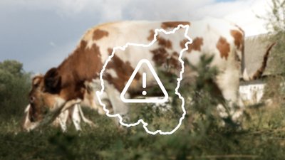 Чернігівщина в загрозливій зоні через ризик поширення хвороби з Росії у худоби
