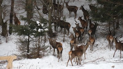 30 оленів доглядає підприємець села Синевирська Поляна на Закарпатті