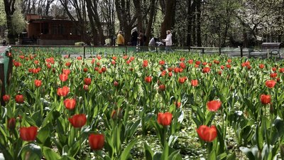Тюльпани у Львові