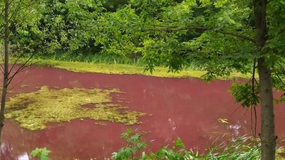 Стало відомо, чому у ніжинському Графському парку вода в озері забарвилась у рожевий колір
