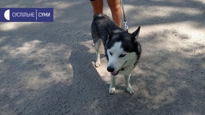 Як у Сумах господарі тварин рятують їх від спеки Як у Сумах господарі тварин рятують їх від спеки