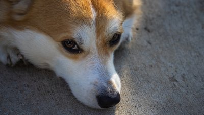 Застрелив собаку на Волині, вельш-коргі, коргі, жорстоке поводження з тваринами