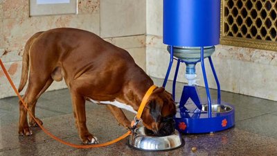 Pet-friendly: на залізничному вокзалі в Одесі встановили дозатори з водою для тварин Pet-friendly: на залізничному вокзалі в Одесі встановили дозатори з водою для тварин