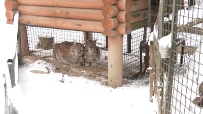 Як готуються до похолодання у Рівненському зоопарку Як готуються до похолодання у Рівненському зоопарку