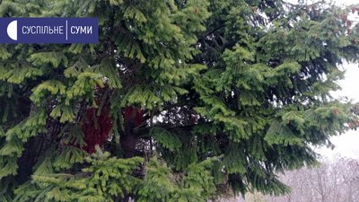 У ботанічному саду Сумського педуніверситету висадили 7 нових видів хвойних рослин У ботанічному саду Сумського педуніверситету висадили 7 нових видів хвойних рослин