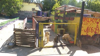 100 безпритульних собак прихистила у себе вдома волонтерка із Кам’янського 100 безпритульних собак прихистила у себе вдома волонтерка із Кам’янського