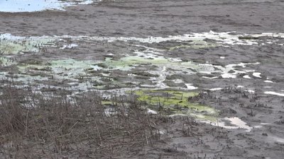 Вміст цинку та свинцю у воді Куяльницького лиману на Одещині перевищує норму у п’ять разів Вміст цинку та свинцю у воді Куяльницького лиману на Одещині перевищує норму у п’ять разів