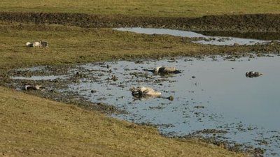 Асканія-Нова: чи безпечною буде цьогорічна зимівля для птахів у заповіднику на Херсонщині Асканія-Нова: чи безпечною буде цьогорічна зимівля для птахів у заповіднику на Херсонщині