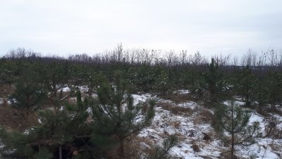 32 тисячі ялин та сосен виростили для продажу лісівники Кіровоградської області