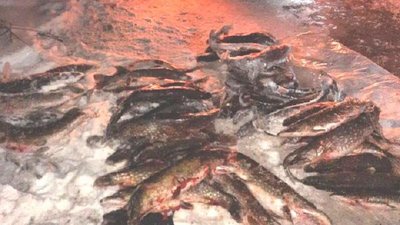 На Рівненщині поліція зупинила волинян з десятками щук. Що порушили рибалки