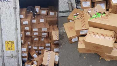 "Трішки груз підпсувала": кішка з Одеси доїхала до Ізраїлю у контейнері