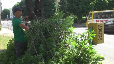 У Луцьку обрізають гілля дерев, щоб водії бачили дорожні знаки У Луцьку обрізають гілля дерев, щоб водії бачили дорожні знаки