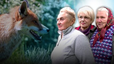 Лисиці в Антополі