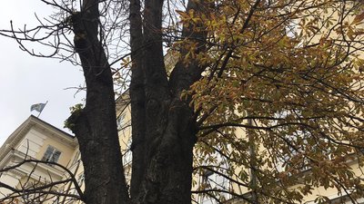 У Львові старі дерева перевіряють спеціальним томографом У Львові старі дерева перевіряють спеціальним томографом