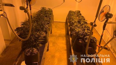 Закарпатця затримали за вирощування вдома конопель