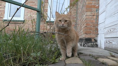 Історія про котів з Краматорська