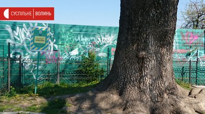 Двохсотлітній "Лесин ясен" у Луцьку рятуватимуть київські науковці