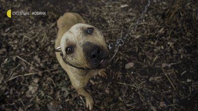 Як волонтери рятують тварин на звільненій Київщині
