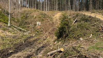 На Закарпатті майстра лісу підозрюють у розтраті деревини на понад 660 тисяч гривень