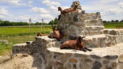 На Кіровоградщині відкрили туристичний маршрут з контактним зоопарком