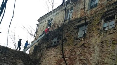 Волинські альпіністи розчистили стіни Олицького замку від заростей дерев