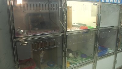 Притулок для тварин Одеса