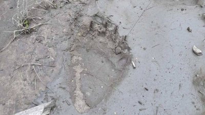 На Рівненщині знайшли сліди ведмедя На Рівненщині знайшли сліди ведмедя