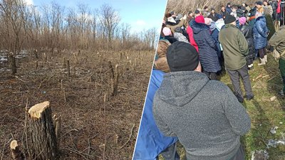 Вирубування посадки у Рівному. В екологічній інспекції перевірять призначення землі
