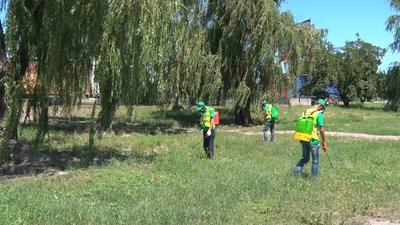 З місцевого бюджету на роботи зі знищення амброзії в Миколаєві виділять 840 тис. грн