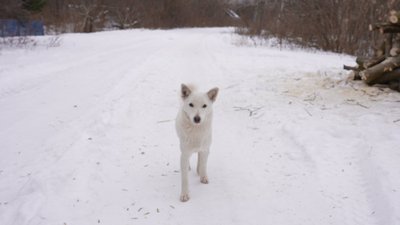 Під обстрілами, без світла і води. Як живе прикордонне з Росією село на Сумщині Під обстрілами, без світла і води. Як живе прикордонне з Росією село на Сумщині
