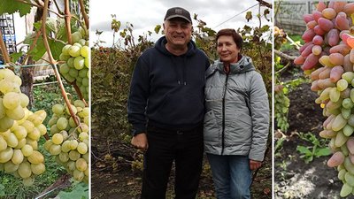 "Виноградарство – справа життя". Подружжя з Кіровоградщини вирощує 200 сортів винограду