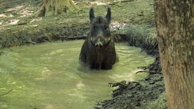 Підгодовують і чекають приплід: як лісівники на Вінниччині доглядають за кабанами та ланями Підгодовують і чекають приплід: як лісівники на Вінниччині доглядають за кабанами та ланями