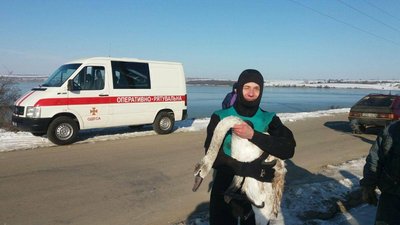 Крижана пастка: на Одещині рятувальники звільнили лебедів із замерзлих лиманів