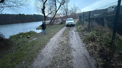 Африканська Чума, свині, Тернопільщина