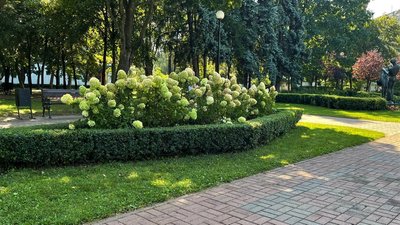 У Києві у парку "Відрадний" висадили клумби з гортензіями У Києві у парку "Відрадний" висадили клумби з гортензіями