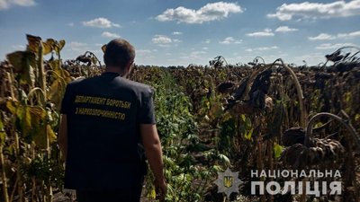 На Житомирщині поліція виявила плантацію коноплі в полі з соняхами