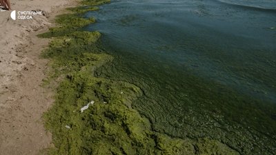 "Вони такі м’якенькі, шовковисті": одеське узбережжя вкрилося зеленими водоростями "Вони такі м’якенькі, шовковисті": одеське узбережжя вкрилося зеленими водоростями