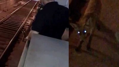 Забігла за 10 хвилин до закриття: у метро Харкова помітили лисицю