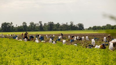 збір урожаю, поле, люди вибирають картоплю