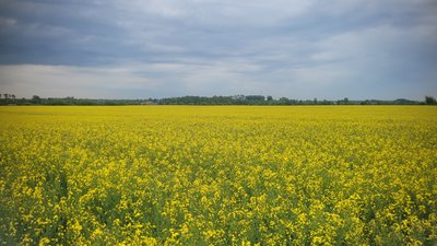 Погода